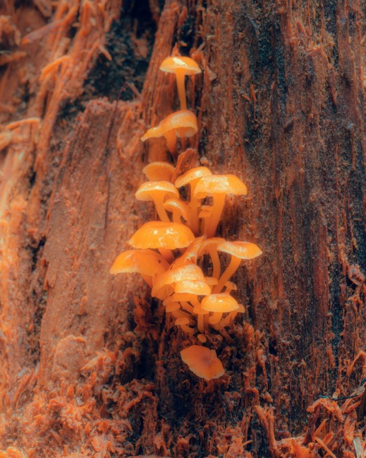 Mushrooms growing on a dead log in British Columbia. Credit: Brendan George Ko for the New York Times
