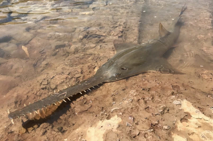 PHOTO DESCRIPTION: A largetooth sawfish in northern Australia. Credit: Peter Kyne for the New York Times