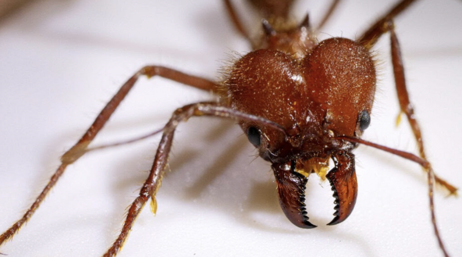 Leaf-cutter ant showing off its metal-infused mandibles. Credit: Ryan Garrett.