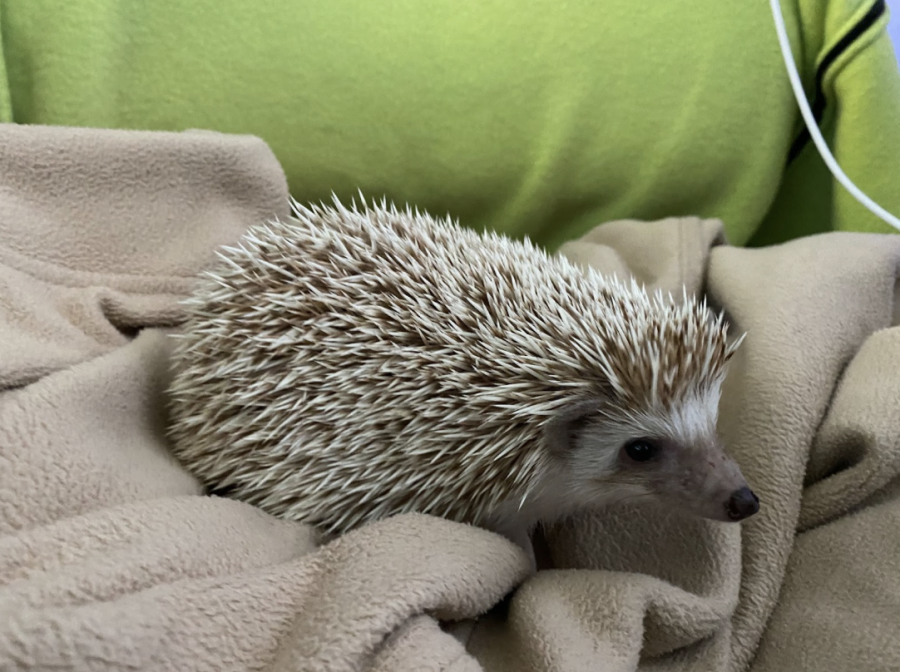 Thistle, the hedgehog, Maggie Ponos (23) emotional support animal.