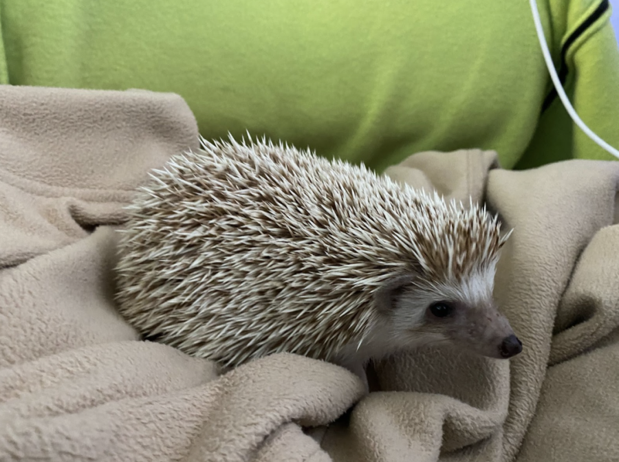 Thistle%2C+the+hedgehog%2C+Maggie+Ponos+%2823%29+emotional+support+animal.